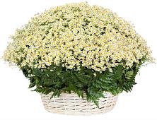 Цветочная композиция из Ромашки в корзине #REPLACE_PRED# Ачикулаке